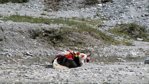 雲南的氂牛縮圖