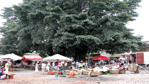 雲南鄉下風水樹下的市集縮圖