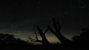 夫妻樹星空縮圖