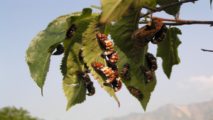 紅肩粉蝶-04縮圖