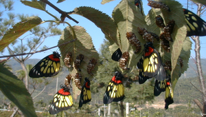 紅肩粉蝶-09縮圖