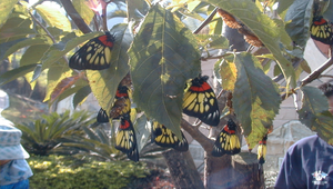 紅肩粉蝶-12縮圖