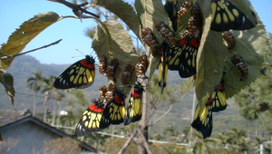 紅肩粉蝶-14縮圖
