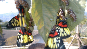 紅肩粉蝶-17縮圖