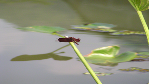 蜻蜓縮圖