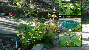 落地生根縮圖