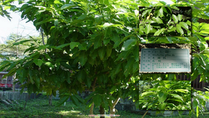 白玉蘭縮圖