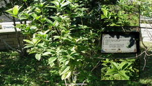 台灣山茶花縮圖