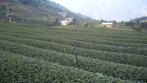 茶園縮圖