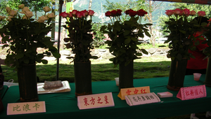 玫瑰花縮圖