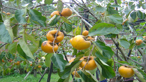 紅柿樹與柿子縮圖