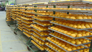 削好果皮準備曬乾的紅柿縮圖