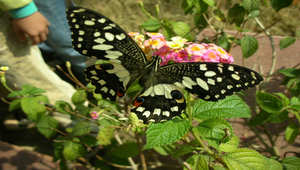 無尾鳳蝶覓食縮圖