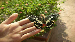 無尾鳳蝶寫真縮圖