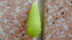 青帶鳳蝶終齡幼蟲縮圖