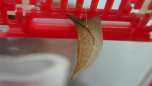 青帶鳳蝶蛹~褐色縮圖