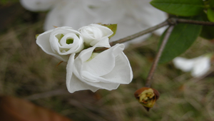 杜鵑花含苞縮圖