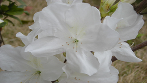 杜鵑花白盛開縮圖