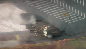 玉帶鳳蝶出生1縮圖