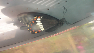 玉帶鳳蝶出生2縮圖