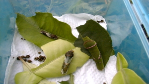 玉帶鳳蝶幼蟲縮圖