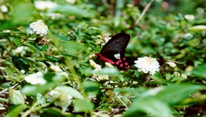 大紅紋鳳蝶覓食縮圖