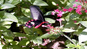 紅紋鳳蝶覓食縮圖