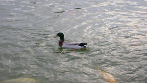 綠頭鴨照片 縮圖