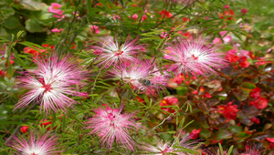 蜜蜂採蜜照片 縮圖