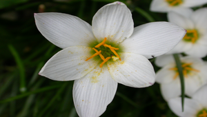 花的構造之照片縮圖