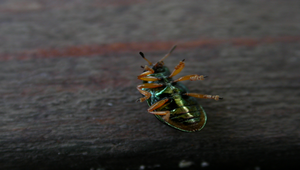 四腳朝天的金龜子之照片縮圖