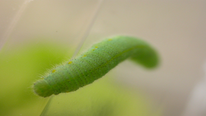 紋白蝶幼蟲縮圖