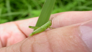 小蝗蟲  縮圖