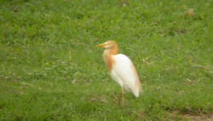 黃頭鷺縮圖