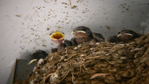 燕子雛鳥縮圖