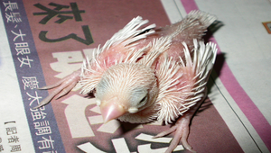 白文雛鳥縮圖