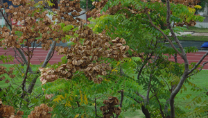 台灣欒樹果實