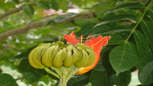 火焰木的花縮圖