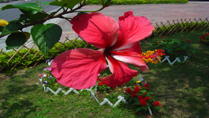 扶桑花縮圖