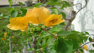 九重葛的變色葉及花蕊縮圖