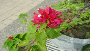 九重葛的變色葉及花蕊縮圖