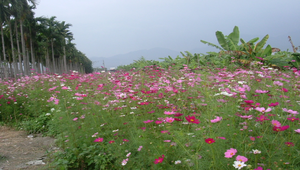 埔里波斯菊花田 縮圖