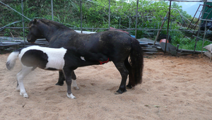 小馬縮圖