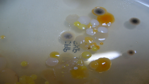 細菌培養照片8縮圖