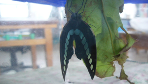 鳳蝶照片15縮圖