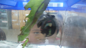 鳳蝶照片10縮圖