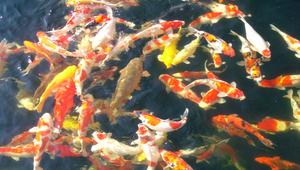 鯉魚縮圖