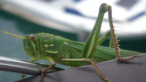 蚱蜢4縮圖