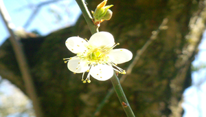 梅花7縮圖