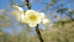 梅花6縮圖